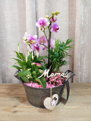 Composición de plantas