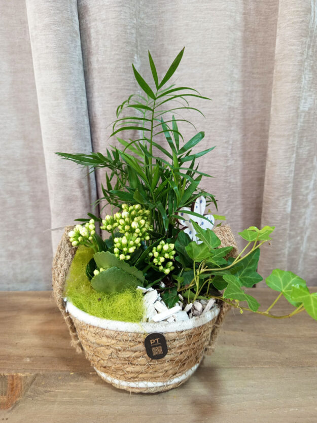 Composición de plantas