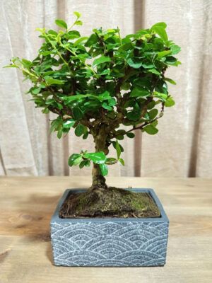 bonsai-carmona-05-años-01
