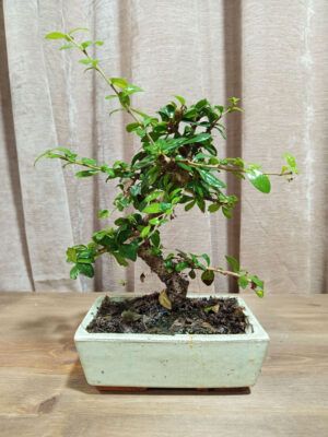 bonsai-carmona-07-años-01