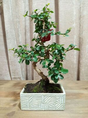 bonsai-carmona-08-años-01