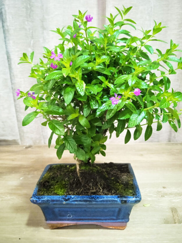 bonsai-cuphea-05-años-01