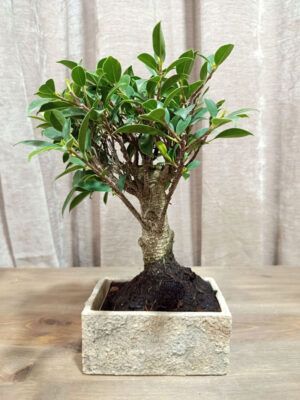 bonsai-ficus-05-años-01
