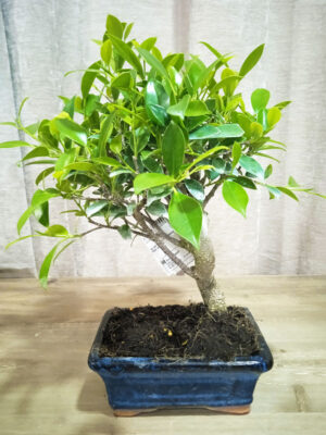 bonsai-ficus-05-años-02
