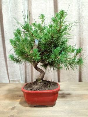 bonsai-pinus-halepensis-08-años-01