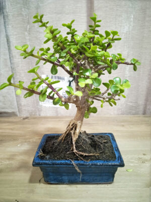 bonsai-portulacaria-05-años-01