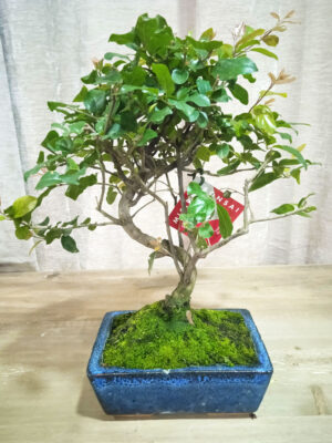 bonsai-sageretia-06-años-02