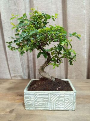 bonsai-sageretia-08-años-01