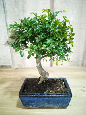 bonsai-zelkova-05-años-02