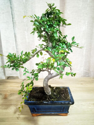 bonsai-zelkova-06-años-02