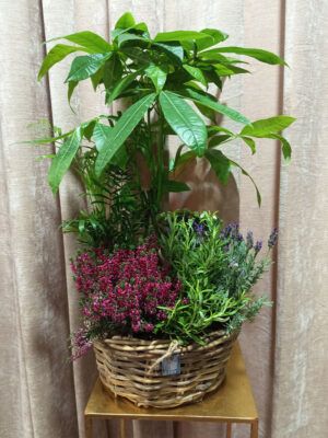 centro-plantas