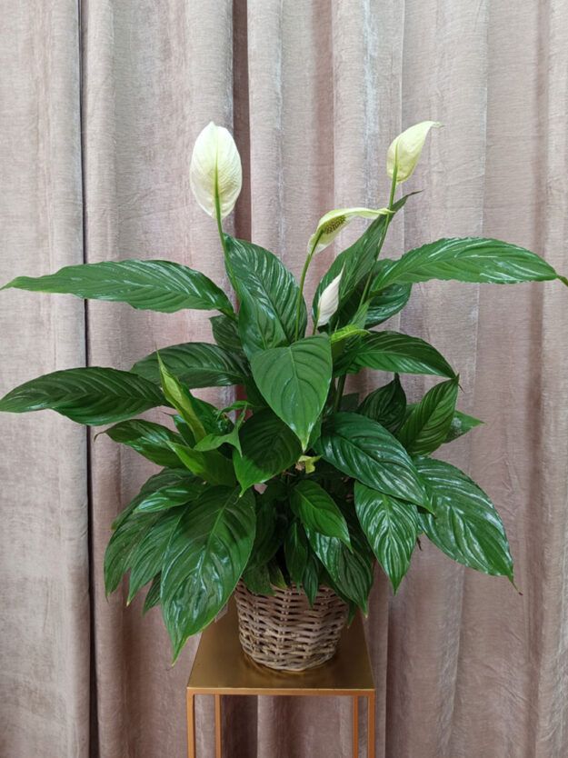 Spathiphyllum