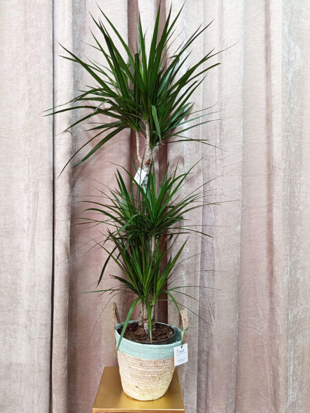Dracena Marginata