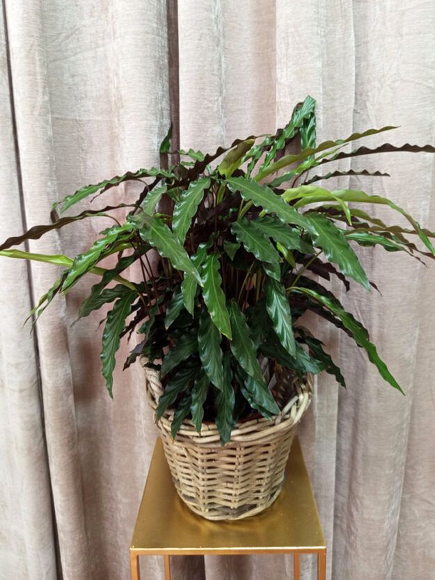 Calathea rufibarba