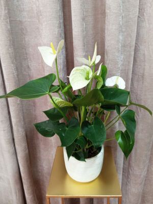 anthurium blanco
