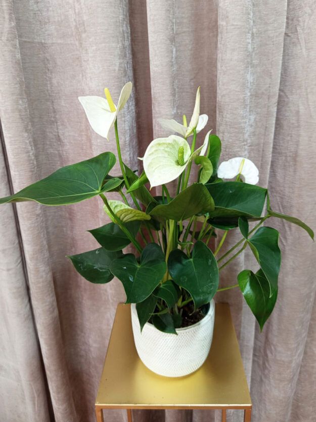 anthurium blanco