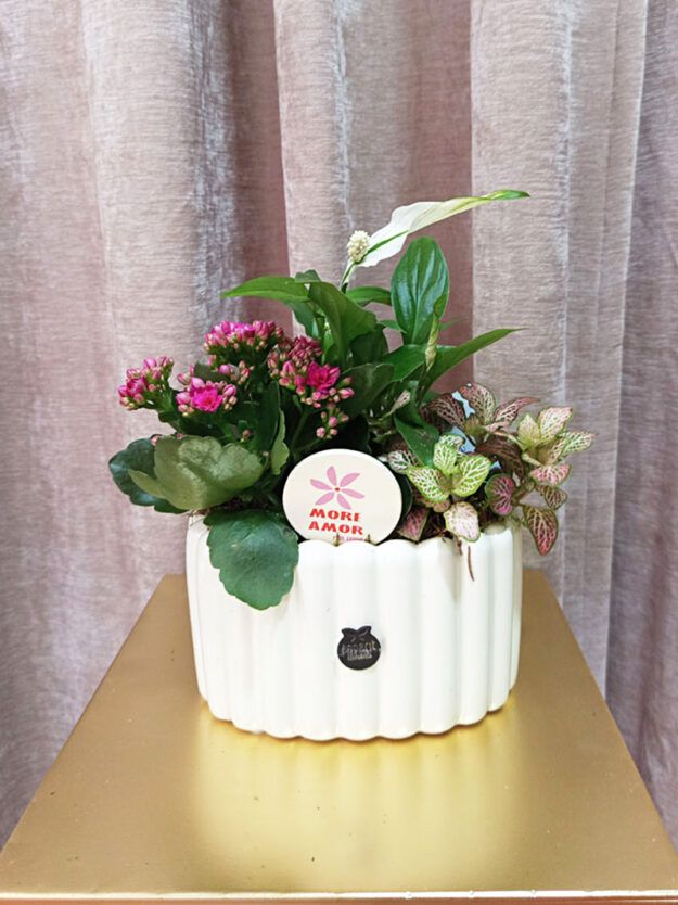 Composición de plantas