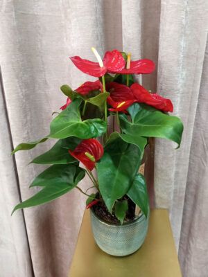 anthurium rojo